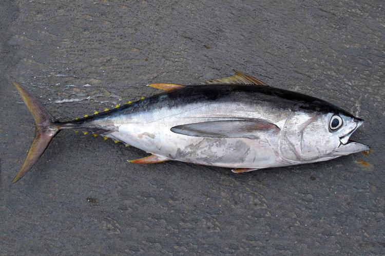 Bigeye tuna fish (Thunnus obesus) placed on ground and showing silvery white sides and belly, dark blue upper back, and yellow finlets with black edges near its tail fin.