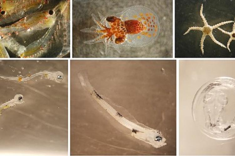 Collage of photos showing the types of marine life that is sampled in Alaska