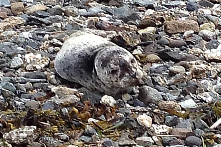 Orphaned harbor seal pup on beach