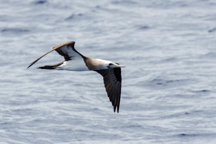 1500x1000-Brewsters-Booby-AdamU.jpg