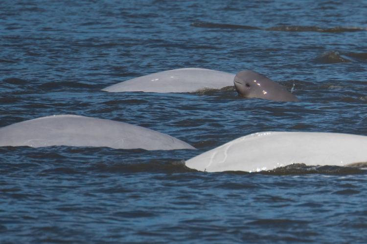 adult beluga whales with beluga calf
