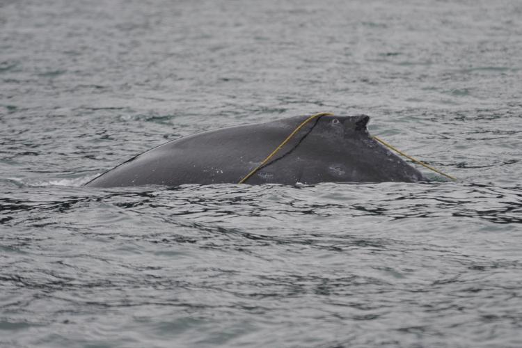a line entangling a humpback whale calf