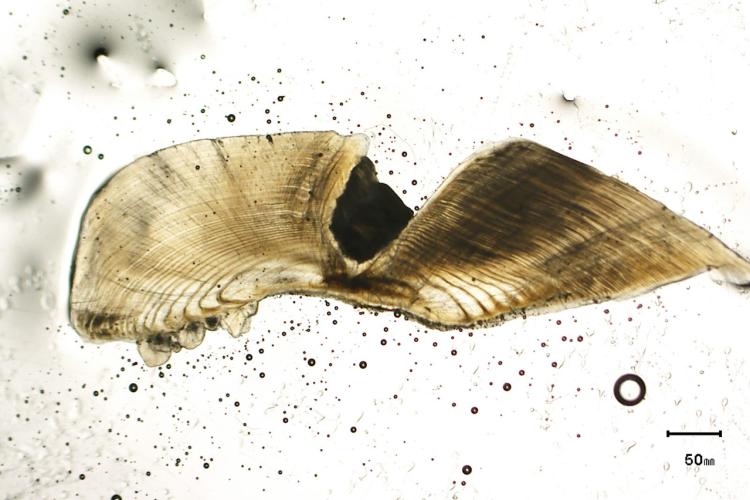 1600x1067-fish-otolith-JoeOMalley.jpg