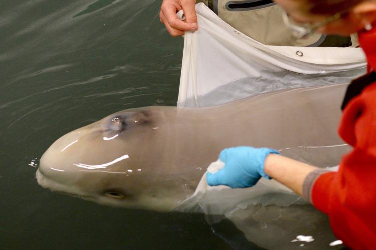 Alaska SeaLife Center staff member and beluga calf