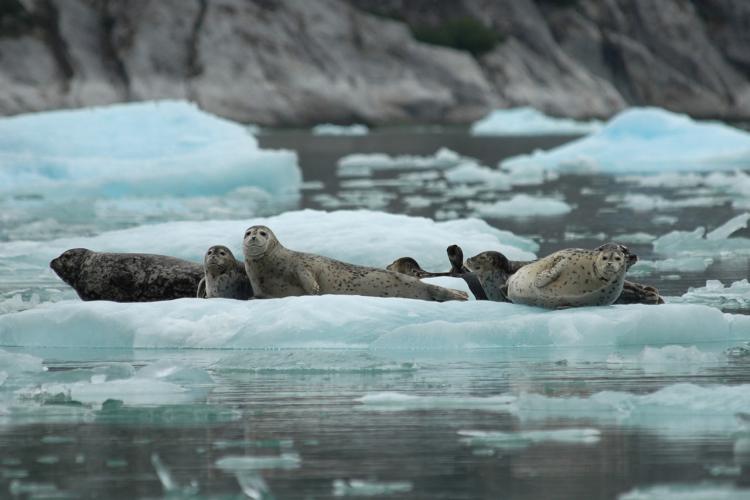 harbor seals on an ice floe