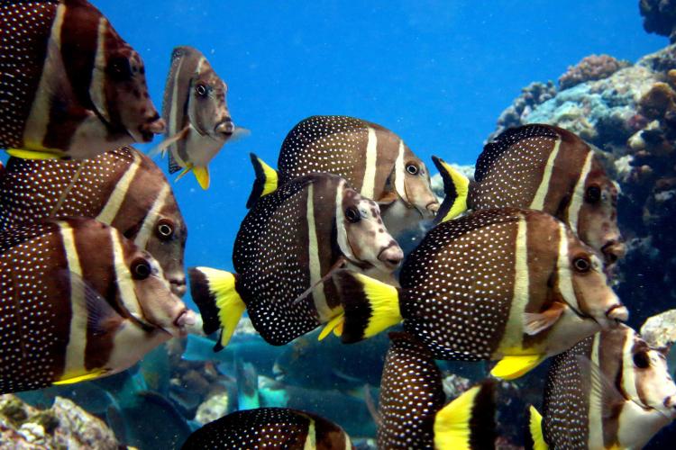 2000x1257-AMSM_Acanthurus_guttatus_Kevin.Lino-NOAA-PIFSC.jpg