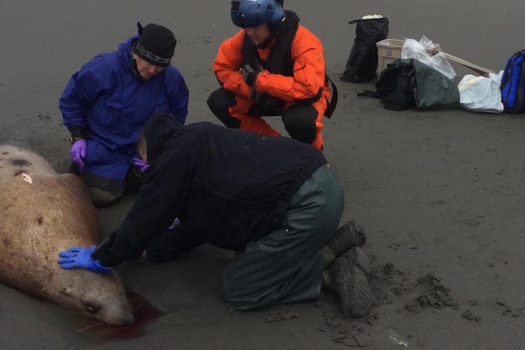 Members of NOAA and the U.S. Coast Guard collect samples from a dead Steller sea lion