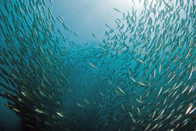 School of jack mackerel