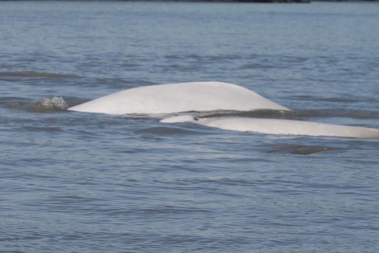 beluga whales in Cook Inlet