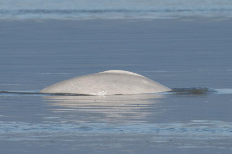 A Cook Inlet beluga whale surfaces in Eagle Bay