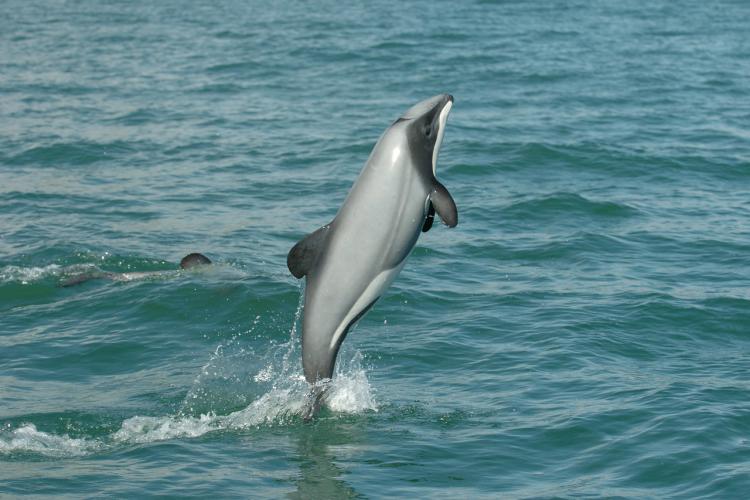 Side view of a hector's dolphin jumping out of blue green water in the Banks Peninsula. ©Steve Dawson, NZ Whale and Dolphin Trust.