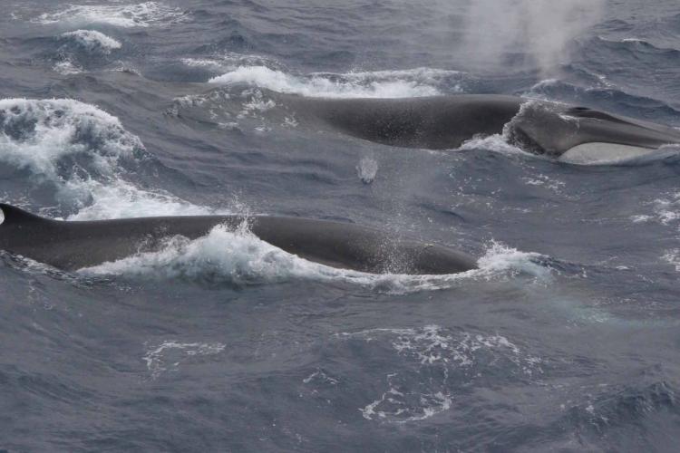 2615x1596-FinWhales-SWFSC-MMTD-PAOlson.jpg
