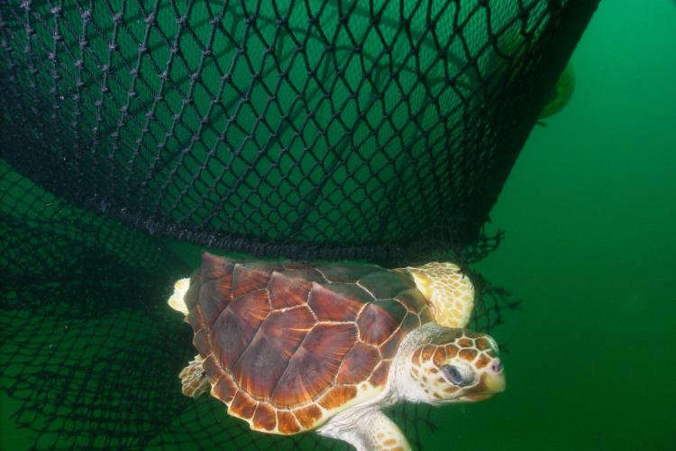 2848x2136_loggerhead_ted-noaa.jpg