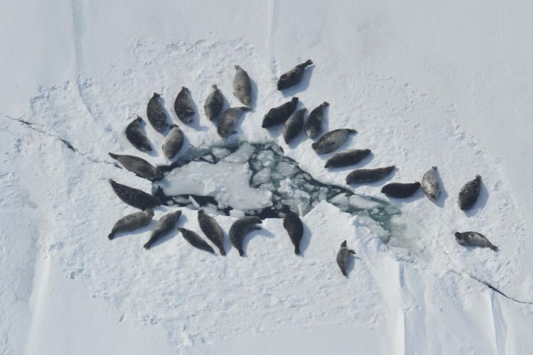 harbor seals on frozen Iliamna Lake  seen from the air