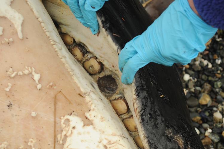 biologist holding killer whale jaw ajar to reveal worn teeth