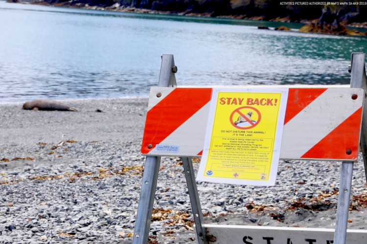 elephant seal on beach with a "Stay Back!" sign in foreground