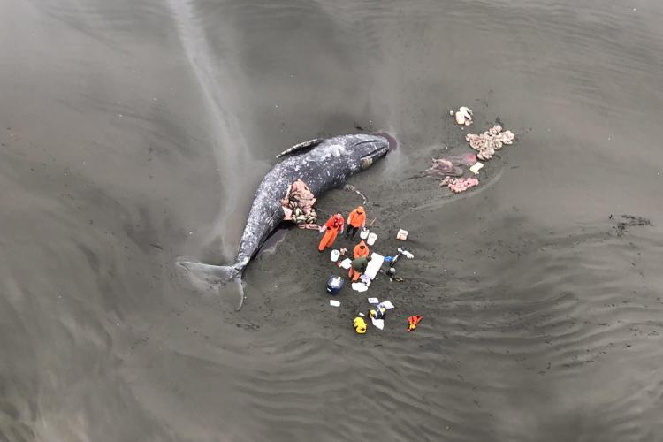3000x2000 USCG aerial necropsy.jpg