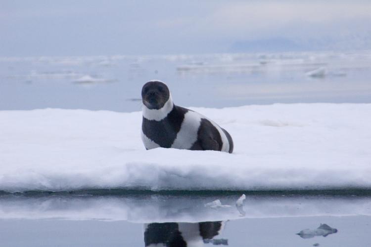 3008x2000_ribbon seal.jpg