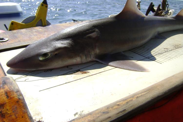 3072x2304-smoothhound-shark-hms-sf.jpg
