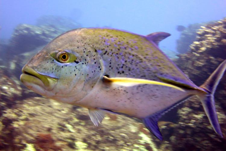 4000x3000-MNHI-KAH-Bluefin-trevally-Caranx-melampygus-side.JeanetteClark.jpg