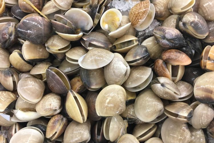 Clams on ice at a raw bar.