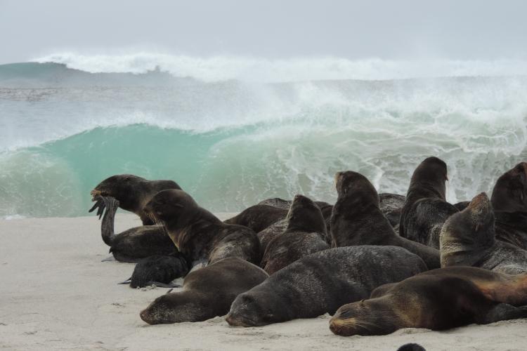 Northern Fur Seal | NOAA Fisheries
