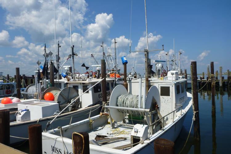 4kx3k-BarnegatBayGillnetters-GARFO.JPG