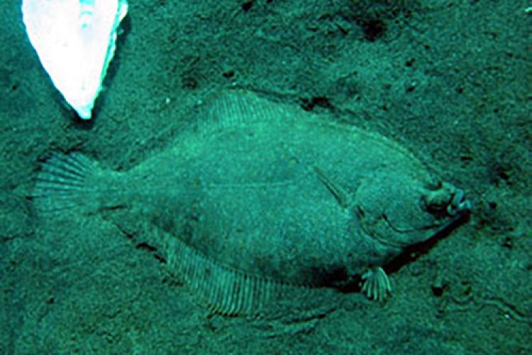 Flatfish on the seafloor covered by dirt 