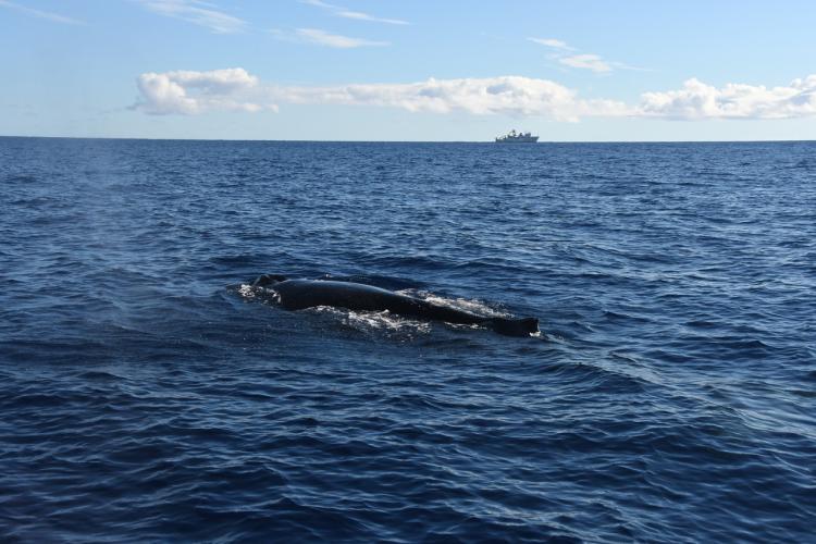5568x3712-HICEAS2017_ACU_Sette_humpback.jpg
