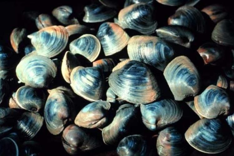 Cluster of several ocean quahog clams with oval-shaped, dark gray and brown shells with growth rings.