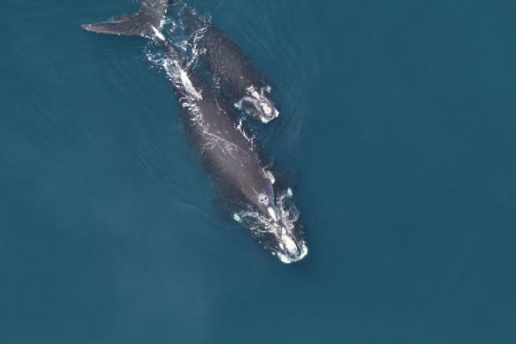 600x400_ChristinKhan_RightWhaleMomCalf_GARFO.jpg