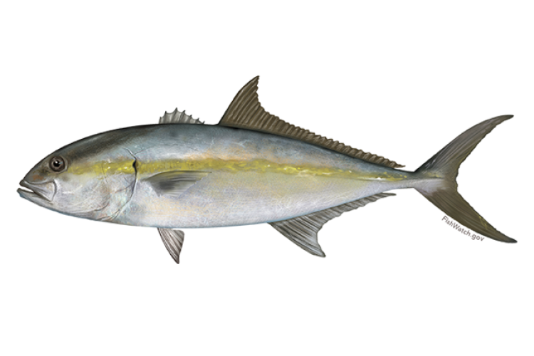 640x427-greater-amberjack.png