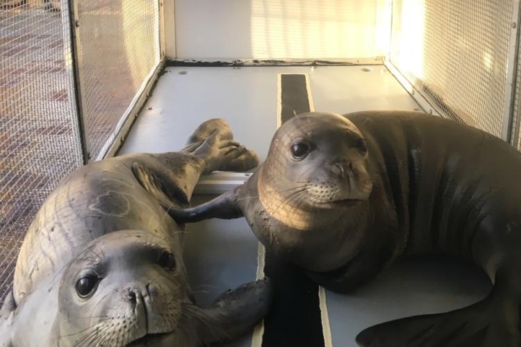 735x980_WK04 and WK40_underweight_Hawaiian_monk_seals_PIFSC.jpg