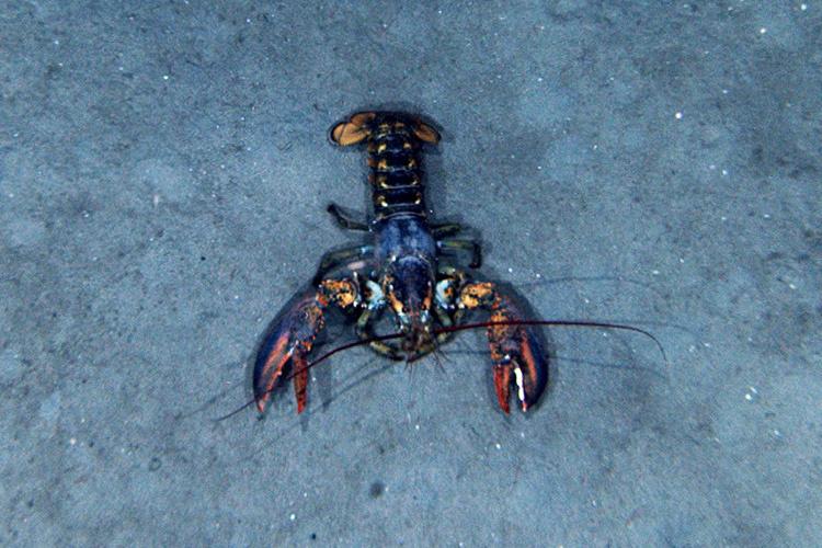 Photograph looking down at an American lobster with dark shrimp-like body and two large claws. Body has orange, reddish, dark green, or black speckles and bluish colors in the joints.
