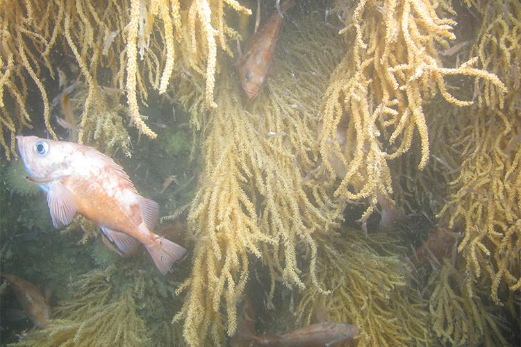Acadian redfish swimming within Primnoa corals
