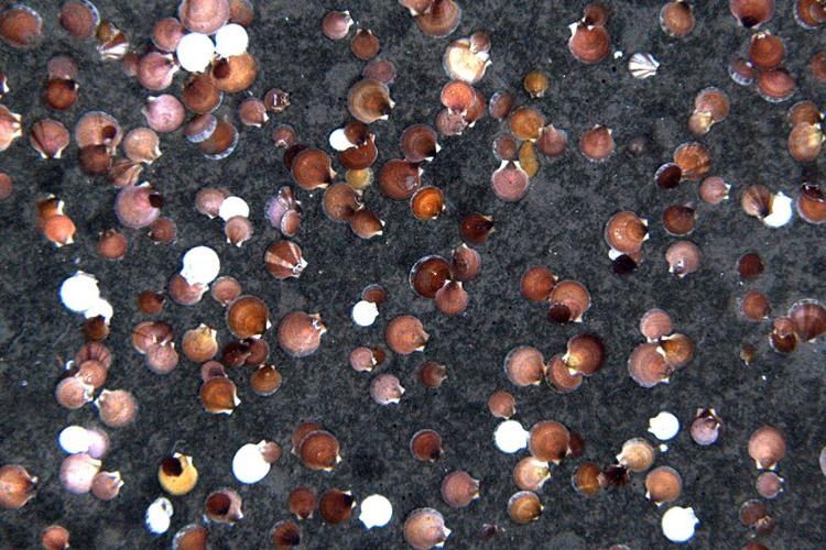 Dozens of white, brown, and pink-colored sea scallops photographed on a black ocean floor. 