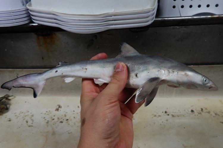 Small, juvenile Atlantic sharpnose shark held in a person's hand in a profile position.
