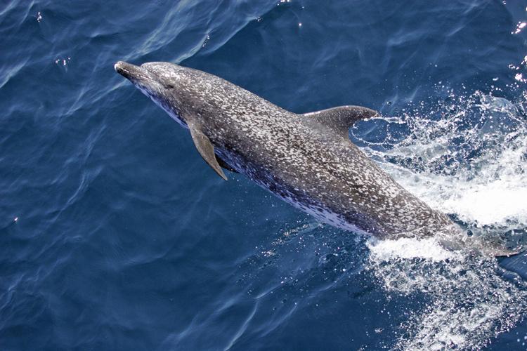 https://www.fisheries.noaa.gov/s3/styles/full_width/s3/dam-migration/750x500-atlantic-spotted_dolphin.jpg?itok=bRKM9X3e