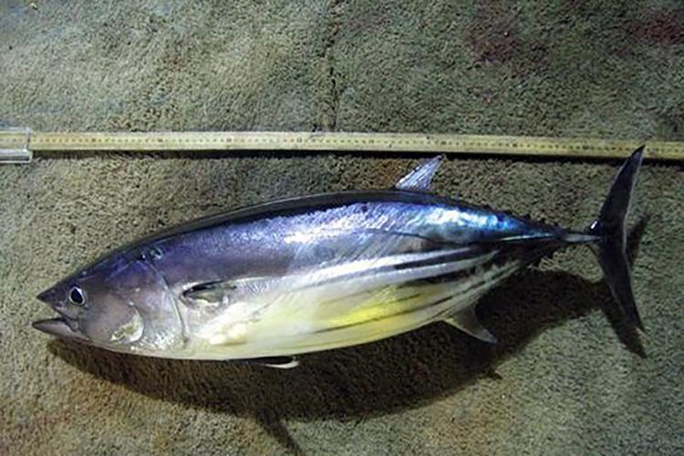 Dark purplish blue Atlantic skipjack tuna with silver belly placed on ground beside big measuring stick.