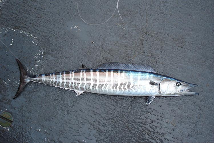 Caught long, narrow wahoo fish with vertical stripes and long snout on wet floor.