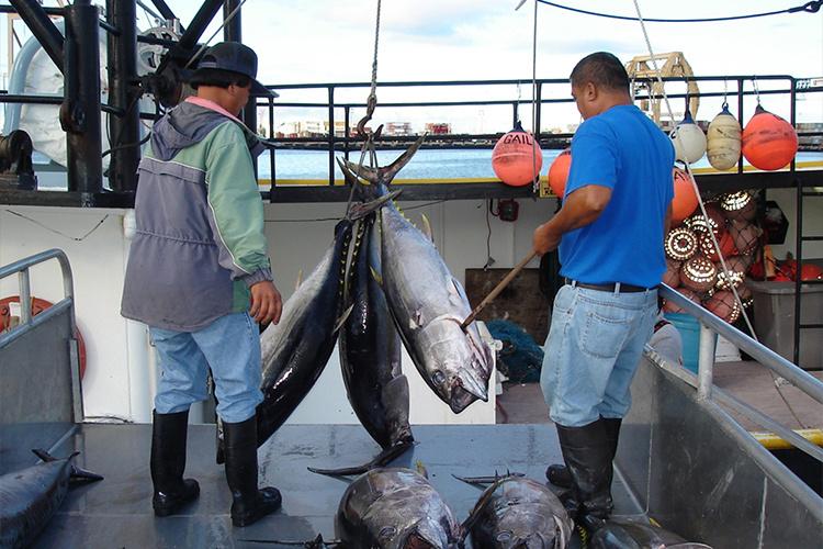 750x500-bigeye-tuna-offload-NOAA-PIRO.jpg