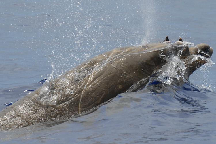 head of a solitary adult male Blainville’s beaked whale showing the high bottom jaw line and the erupted teeth.