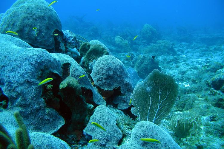 750x500-bluehead-wrasse-coral.jpg