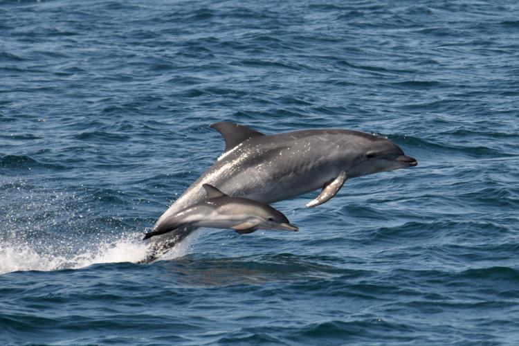 Bottlenose dolphin jumping out of the water