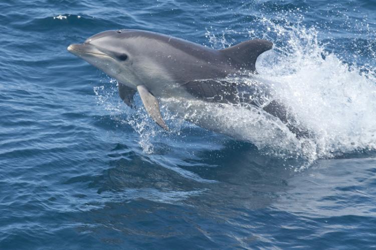 750x500-bottlenose-dolphin.jpg
