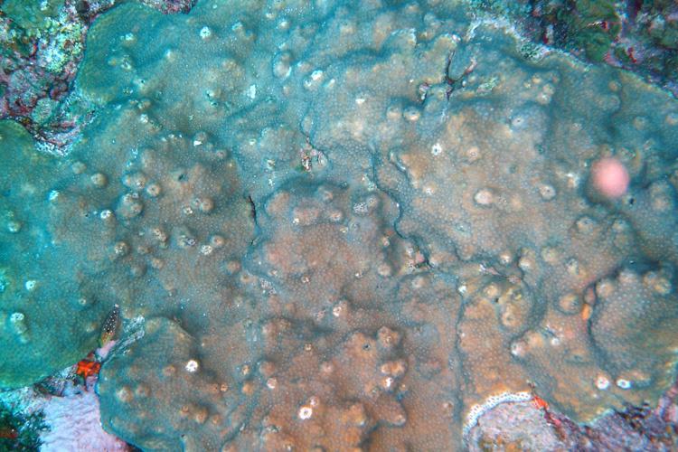 Close up photo of boulder star coral.