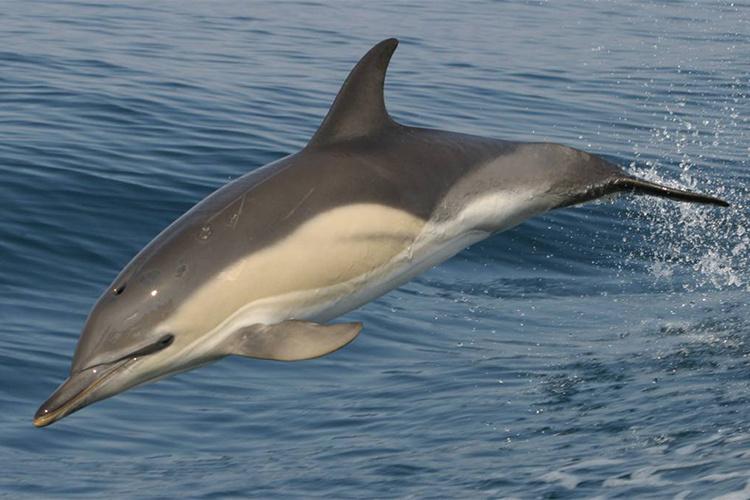 750x500-common-dolphin-SWFSC.jpg