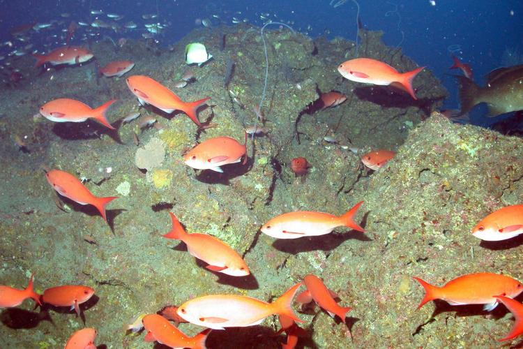 750x500-creolefish.jpg