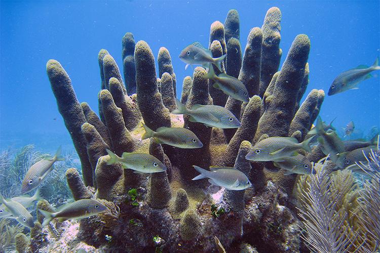 Pillar coral with upward growing branches that look like cigars. Fish swimming in the foreground.