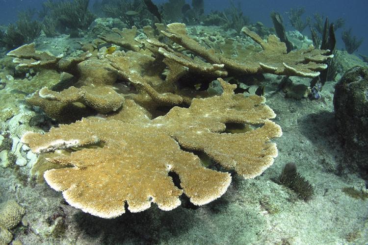 Tan elkhorn coral with white around the edges. 